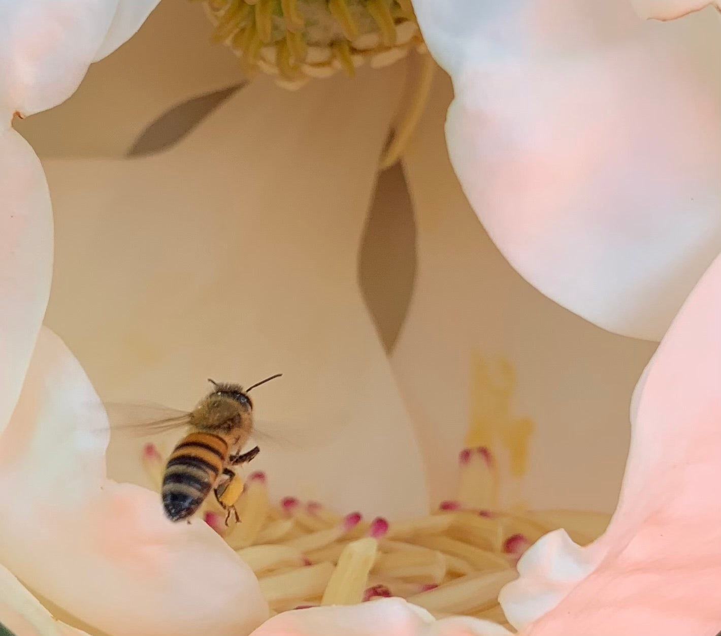 Bee Dance